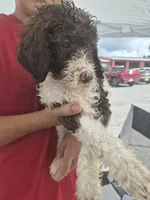 Molly, a female Goldendoodle and Poodle - Standard  for sale in Scarbro, WV – 2 of 4