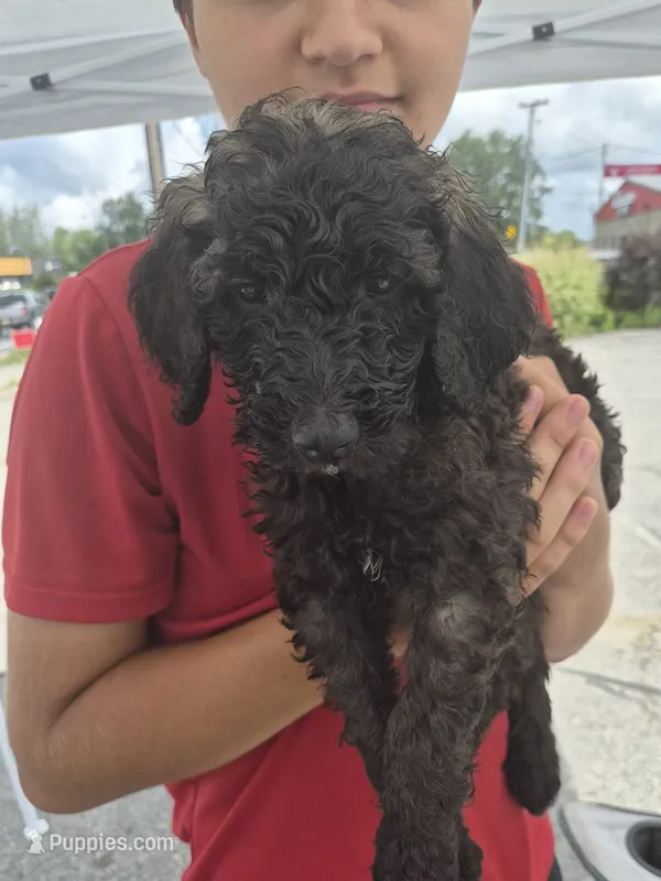 Rocky – Goldendoodle, Poodle - Standard  puppy for sale in Scarbro, WV