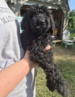 Lola F1B, a female Goldendoodle and Poodle - Standard  for sale in Scarbro, WV – 2 of 7