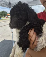 Abby F1BB, a female Goldendoodle and Poodle - Standard  for sale in Scarbro, WV – 4 of 7
