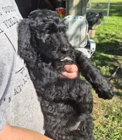Piper F1B, a female Goldendoodle and Poodle - Standard  for sale in Scarbro, WV – 2 of 5