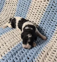 Cookie, a female Goldendoodle and Poodle - Standard  for sale in Scarbro, WV – 3 of 7