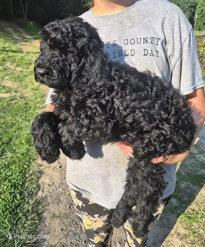 Buddy F1B – Goldendoodle, Poodle - Standard  puppy for sale in Scarbro, WV