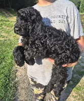 Buddy F1B, a male Goldendoodle and Poodle - Standard  for sale in Scarbro, WV – 1 of 6