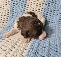 Molly, a female Goldendoodle and Poodle - Standard  for sale in Scarbro, WV – 9 of 9