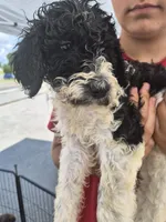 Cookie, a female Goldendoodle and Poodle - Standard  for sale in Scarbro, WV – 2 of 4