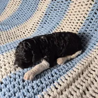 Bandit, a male Goldendoodle and Poodle - Standard  for sale in Scarbro, WV – 4 of 5