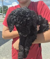 Candy, a female Goldendoodle and Poodle - Standard  for sale in Scarbro, WV – 3 of 4