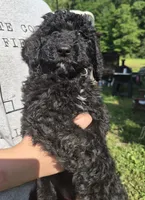 Lola F1B, a female Goldendoodle and Poodle - Standard  for sale in Scarbro, WV – 4 of 7