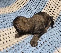 Eva F1B, a female Goldendoodle and Poodle - Standard  for sale in Scarbro, WV – 7 of 7