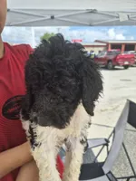 Abby F1BB, a female Goldendoodle and Poodle - Standard  for sale in Scarbro, WV – 2 of 7