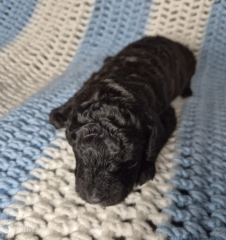 Rocky – Goldendoodle, Poodle - Standard  puppy for sale in Scarbro, WV