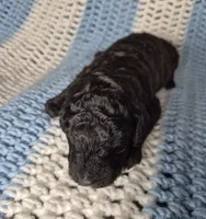 Rocky, a male Goldendoodle and Poodle - Standard  for sale in Scarbro, WV – 1 of 8
