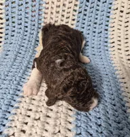 Teddy, a male Goldendoodle and Poodle - Standard  for sale in Scarbro, WV – 3 of 6