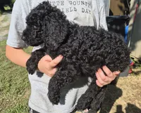 Willow F1B, a female Goldendoodle and Poodle - Standard  for sale in Scarbro, WV – 2 of 5