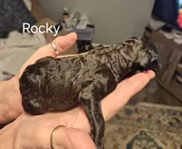 Rocky, a male Goldendoodle and Poodle - Standard  for sale in Scarbro, WV – 1 of 1