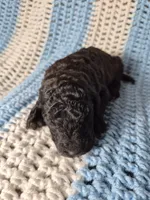 Rocky, a male Goldendoodle and Poodle - Standard  for sale in Scarbro, WV – 7 of 8