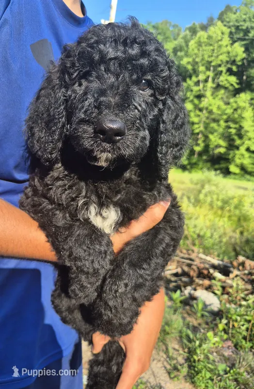 Hank F1B – Goldendoodle, Poodle - Standard  puppy for sale in Scarbro, WV