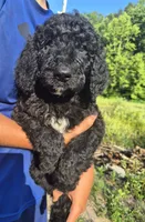 Hank F1B, a male Goldendoodle and Poodle - Standard  for sale in Scarbro, WV – 1 of 5
