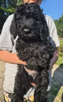 Buddy F1B, a male Goldendoodle and Poodle - Standard  for sale in Scarbro, WV – 6 of 6