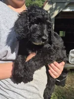 Rex F1B, a male Goldendoodle and Poodle - Standard  for sale in Scarbro, WV – 2 of 7
