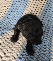 Candy, a female Goldendoodle and Poodle - Standard  for sale in Scarbro, WV – 4 of 6