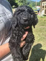 Ellie F1B, a female Goldendoodle and Poodle - Standard  for sale in Scarbro, WV – 3 of 5