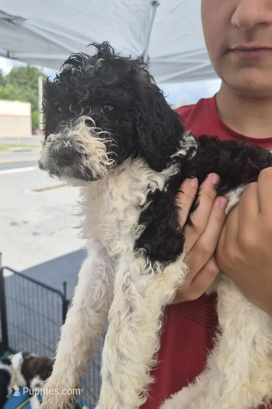 Cookie – Goldendoodle, Poodle - Standard  puppy for sale in Scarbro, WV
