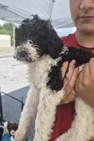 Cookie, a female Goldendoodle and Poodle - Standard  for sale in Scarbro, WV – 1 of 4