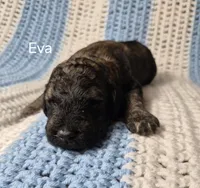 Eva F1B, a female Goldendoodle and Poodle - Standard  for sale in Scarbro, WV – 2 of 7