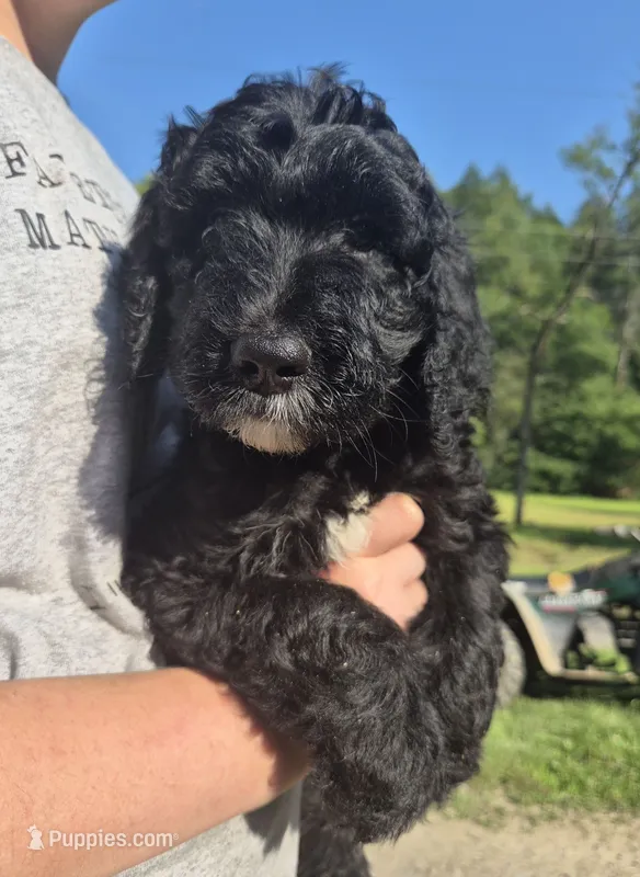 Buster F1B – Goldendoodle, Poodle - Standard  puppy for sale in Scarbro, WV