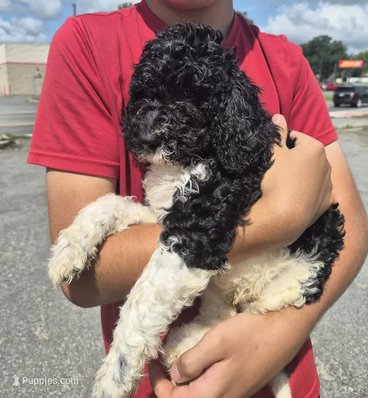 Bandit – Goldendoodle, Poodle - Standard  puppy for sale in Scarbro, WV