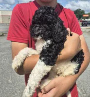 Bandit, a male Goldendoodle and Poodle - Standard  for sale in Scarbro, WV – 1 of 3