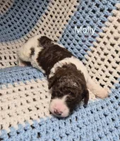 Molly, a female Goldendoodle and Poodle - Standard  for sale in Scarbro, WV – 1 of 9