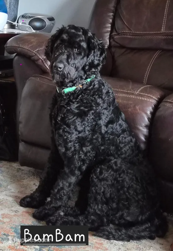 Bam Bam F1B – Goldendoodle puppy for sale in Scarbro, WV