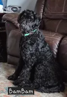 Bam Bam F1B, a female Goldendoodle for sale in Scarbro, WV – 1 of 4