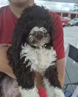 Teddy, a male Goldendoodle and Poodle - Standard  for sale in Scarbro, WV – 5 of 6