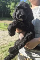 Rex F1B, a male Goldendoodle and Poodle - Standard  for sale in Scarbro, WV – 5 of 7