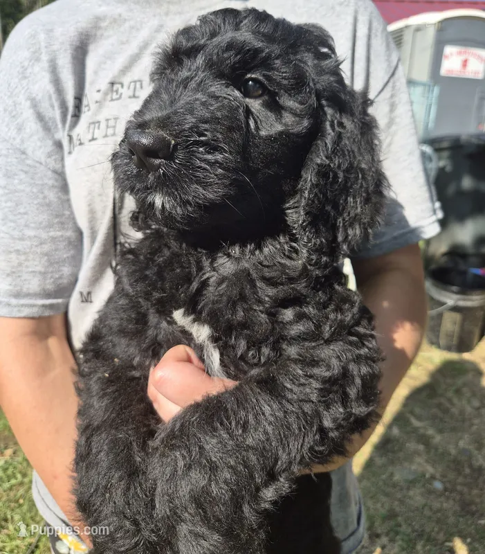 Piper F1B – Goldendoodle, Poodle - Standard  puppy for sale in Scarbro, WV