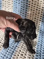 Rocky, a male Goldendoodle and Poodle - Standard  for sale in Scarbro, WV – 6 of 8