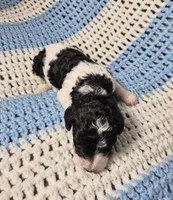 Cookie, a female Goldendoodle and Poodle - Standard  for sale in Scarbro, WV – 7 of 7