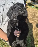 Piper F1B, a female Goldendoodle and Poodle - Standard  for sale in Scarbro, WV – 4 of 5
