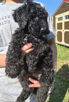 Lola F1B, a female Goldendoodle and Poodle - Standard  for sale in Scarbro, WV – 7 of 7