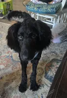 Bam Bam F1B, a female Goldendoodle for sale in Scarbro, WV – 2 of 4