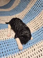 Bandit, a male Goldendoodle and Poodle - Standard  for sale in Scarbro, WV – 2 of 5