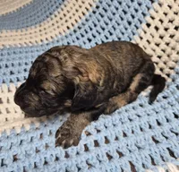 Eva F1B, a female Goldendoodle and Poodle - Standard  for sale in Scarbro, WV – 6 of 7