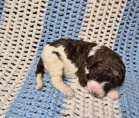 Molly, a female Goldendoodle and Poodle - Standard  for sale in Scarbro, WV – 5 of 9
