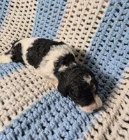 Cookie, a female Goldendoodle and Poodle - Standard  for sale in Scarbro, WV – 4 of 7