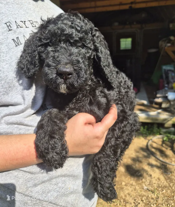 Willow F1B – Goldendoodle, Poodle - Standard  puppy for sale in Scarbro, WV