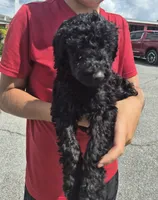 Candy, a female Goldendoodle and Poodle - Standard  for sale in Scarbro, WV – 4 of 4